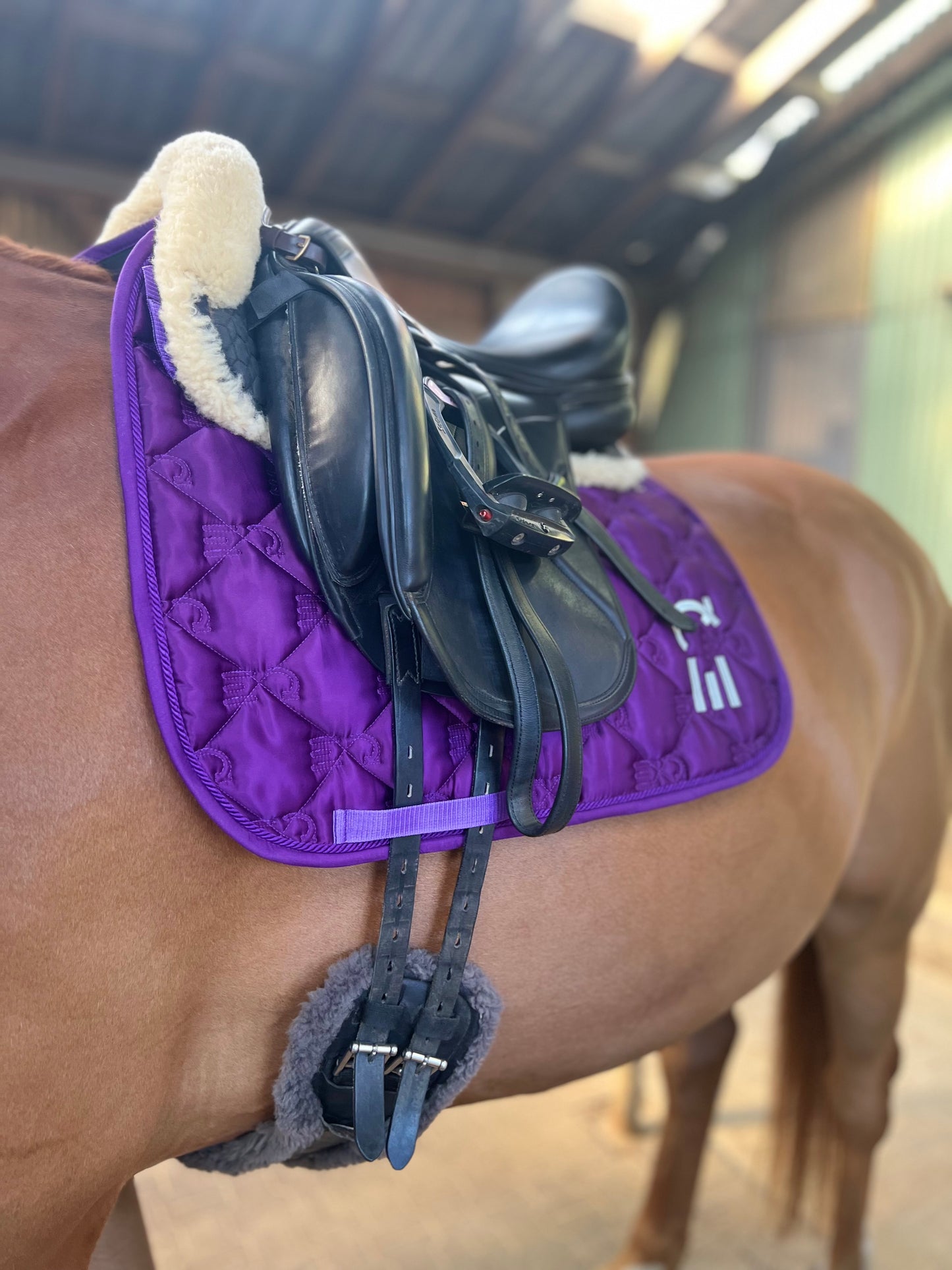 Ruby Glow - Jump/Dressage