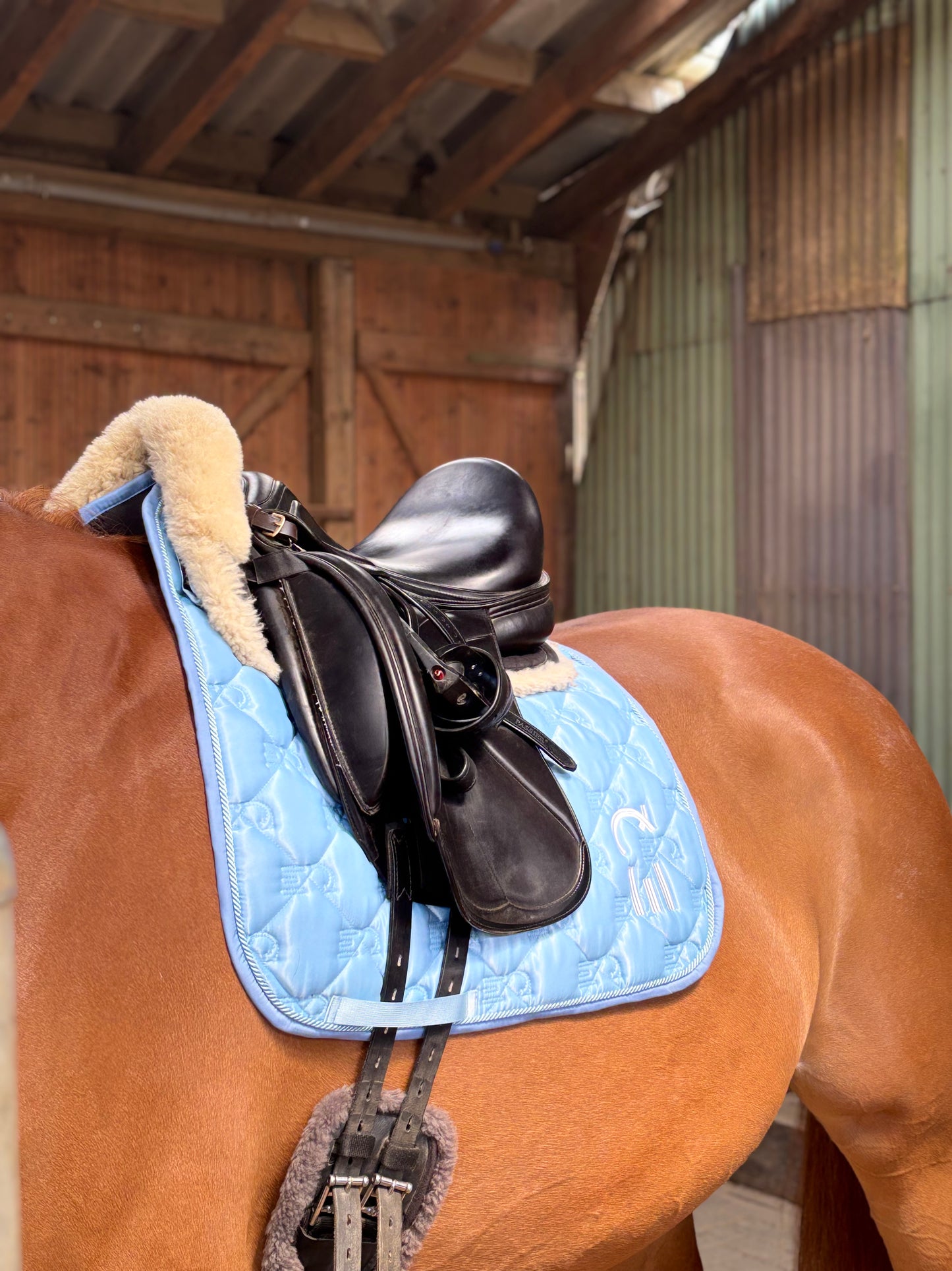 Sky Blue - Jump/Dressage